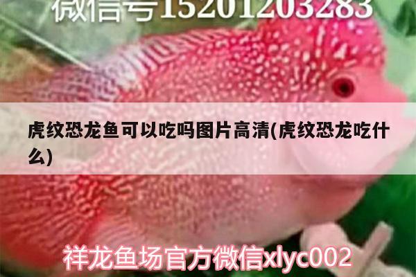 虎紋恐龍魚可以吃嗎圖片高清(虎紋恐龍吃什么)