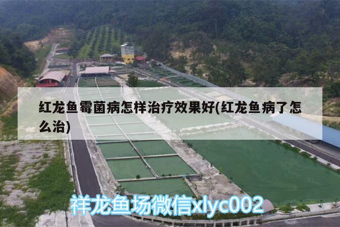 鱷雀鱔國家為何不禁止，鱷雀鱔與鱷魚放在一起哪個厲害