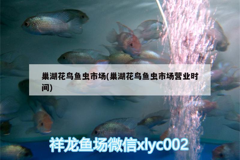 過背金龍魚幼魚視頻（藍底金龍魚發(fā)色過程記錄） 黑帝王魟魚 第2張