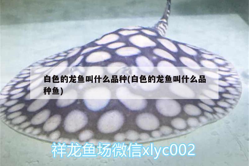 白色的龍魚(yú)叫什么品種(白色的龍魚(yú)叫什么品種魚(yú)) 女王大帆魚(yú)