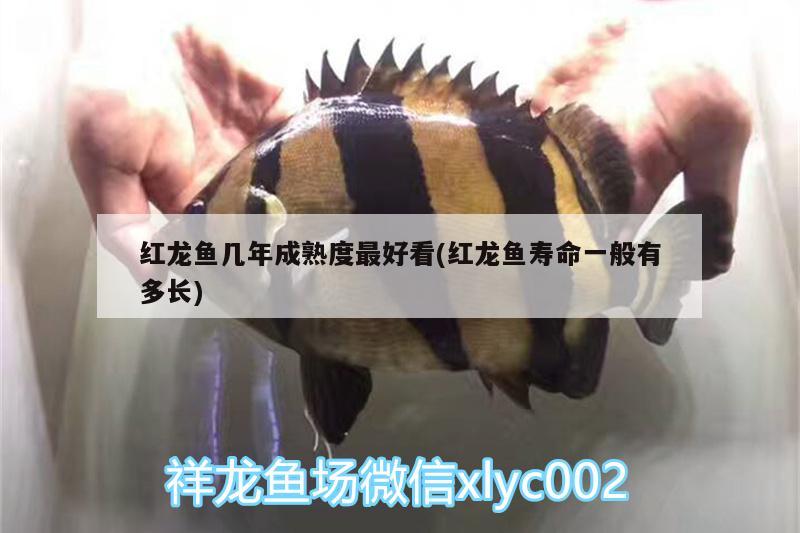 桃山水族批發(fā)市場：電視劇中哪些突然下線的角色讓你意難平 觀賞魚水族批發(fā)市場 第2張