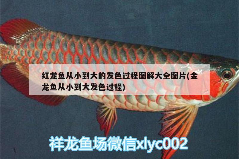 陽臺做魚缸風水好不好看：陽臺做魚缸效果圖大全