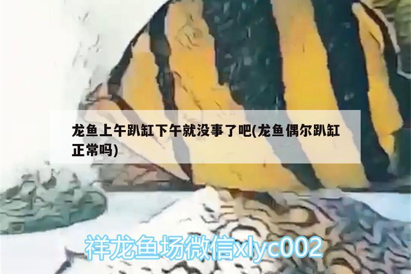 龍魚上午趴缸下午就沒事了吧(龍魚偶爾趴缸正常嗎)