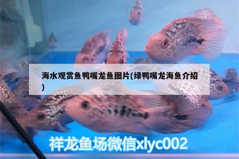 海水觀賞魚鴨嘴龍魚圖片(綠鴨嘴龍海魚介紹) 白子球鯊魚