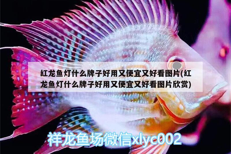 紅龍魚燈什么牌子好用又便宜又好看圖片(紅龍魚燈什么牌子好用又便宜又好看圖片欣賞)