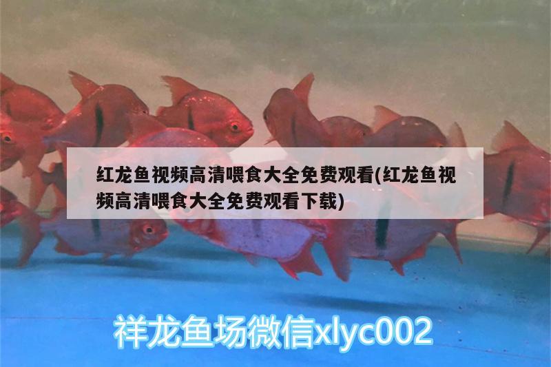 紅龍魚視頻高清喂食大全免費(fèi)觀看(紅龍魚視頻高清喂食大全免費(fèi)觀看下載) 馬拉莫寶石魚