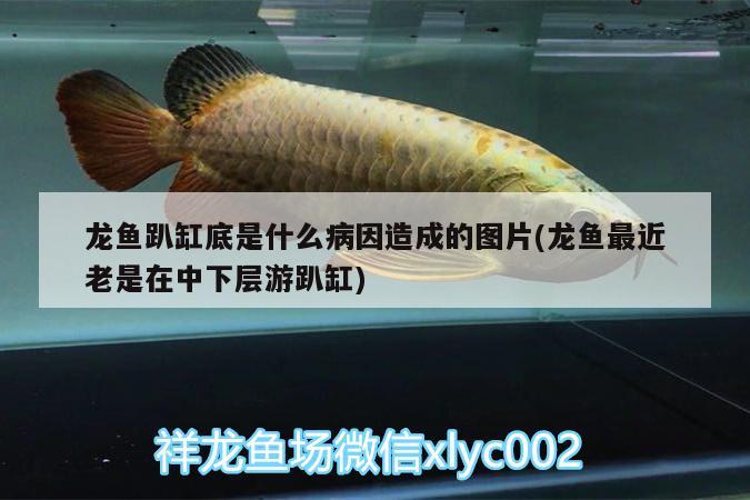 龍魚趴缸底是什么病因造成的圖片(龍魚最近老是在中下層游趴缸)