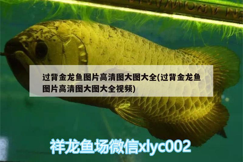 過背金龍魚圖片高清圖大圖大全(過背金龍魚圖片高清圖大圖大全視頻) 過背金龍魚