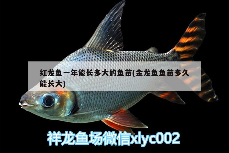 紅龍魚一年能長多大的魚苗(金龍魚魚苗多久能長大)