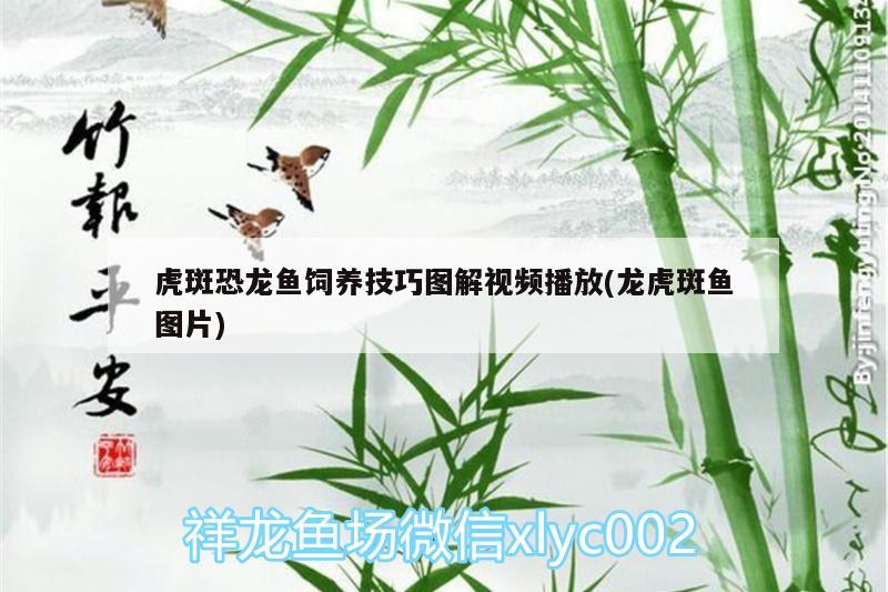 虎斑恐龍魚(yú)飼養(yǎng)技巧圖解視頻播放(龍虎斑魚(yú)圖片) 虎斑恐龍魚(yú)