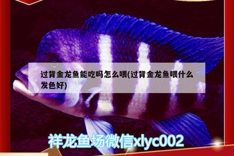 過背金龍魚能吃嗎怎么喂(過背金龍魚喂什么發(fā)色好) 過背金龍魚