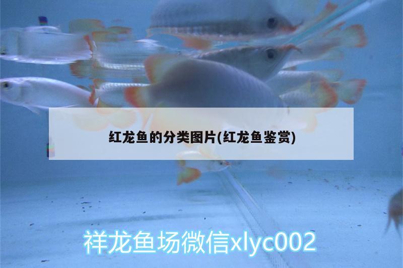 紅龍魚的分類圖片(紅龍魚鑒賞)