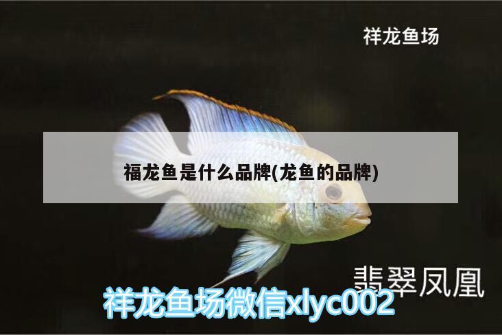 嘉峪關(guān)水族館小紅龍入缸第二天 祥龍水族護(hù)理水 第3張