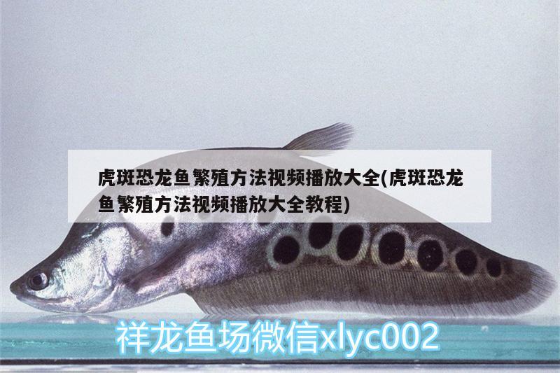 龍魚在水面張嘴呼吸正常嗎：龍魚在水面張嘴呼吸正常嗎為什么 廣州水族批發(fā)市場(chǎng) 第1張