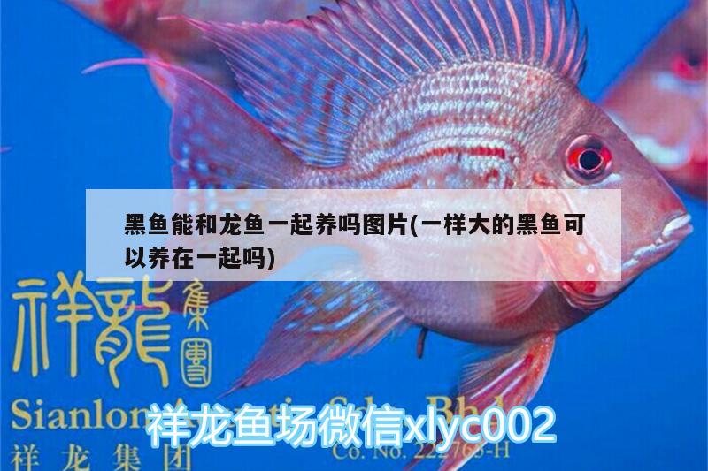 鷹潭觀賞魚市場入缸一個月