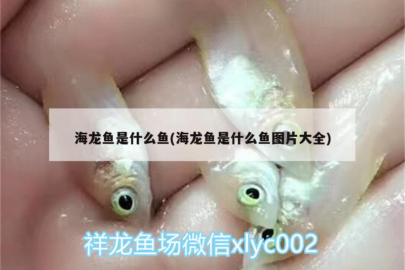 海龍魚是什么魚(海龍魚是什么魚圖片大全)