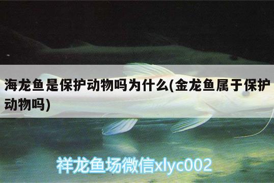 海龍魚是保護(hù)動物嗎為什么(金龍魚屬于保護(hù)動物嗎) 赤焰中國虎魚