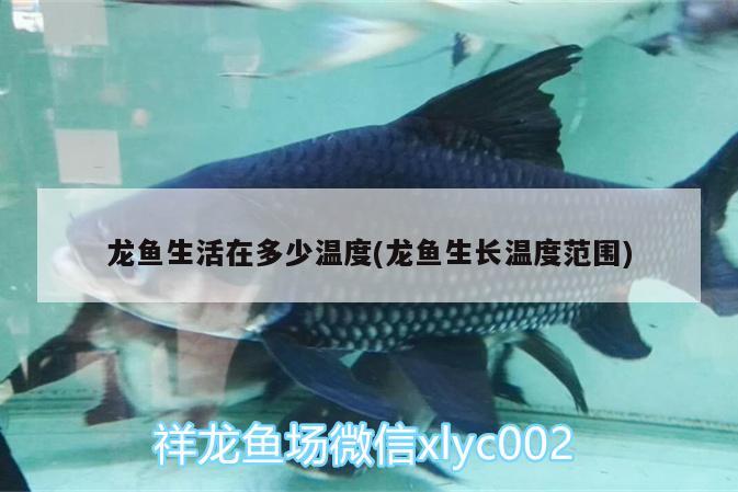 龍魚生活在多少溫度(龍魚生長溫度范圍) 魚缸水質(zhì)穩(wěn)定劑