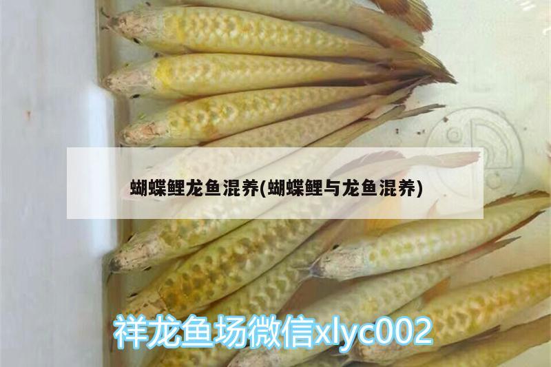 蝴蝶鯉龍魚混養(yǎng)(蝴蝶鯉與龍魚混養(yǎng)) 蝴蝶鯉