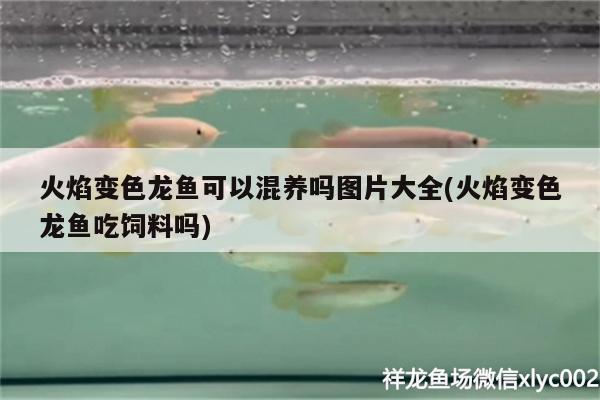 銀龍魚產(chǎn)卵（銀龍魚產(chǎn)卵代表什么） 銀龍魚 第4張