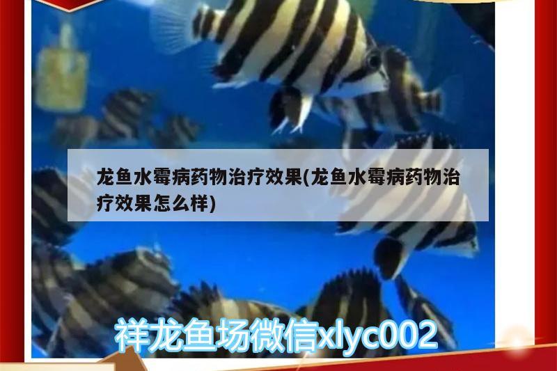 紅龍魚蒙眼病怎么治療圖片大全(龍魚得蒙眼病怎么辦)