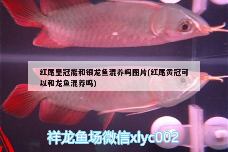 紅尾皇冠能和銀龍魚混養(yǎng)嗎圖片(紅尾黃冠可以和龍魚混養(yǎng)嗎)