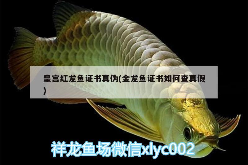 皇宮紅龍魚證書真?zhèn)?金龍魚證書如何查真假) 帝王血鉆魚