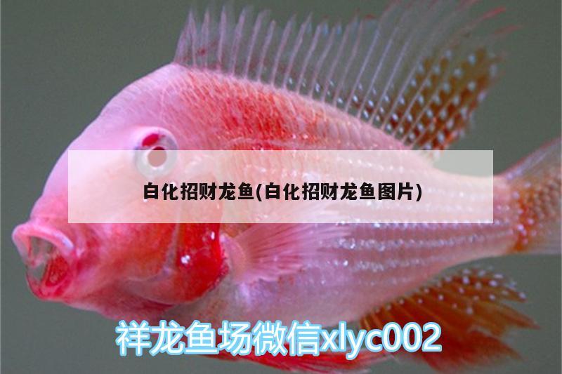 紅龍魚(yú)變色過(guò)程視頻教程圖片(金龍魚(yú)變色過(guò)程圖片) 翡翠鳳凰魚(yú)