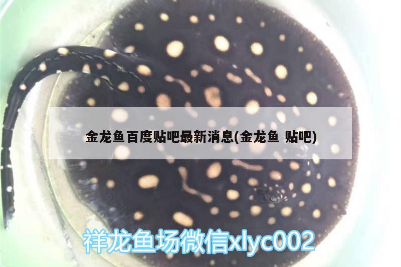 金龍魚百度貼吧最新消息(金龍魚貼吧) 綠皮皇冠豹魚