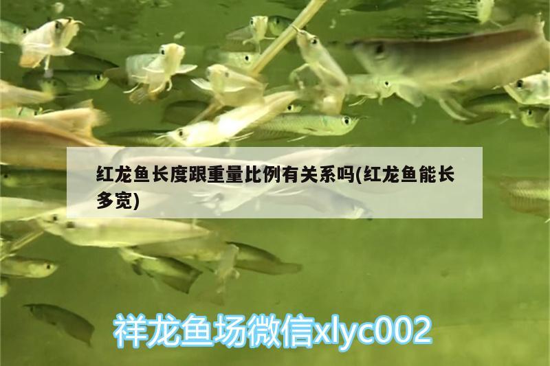 紅龍魚(yú)長(zhǎng)度跟重量比例有關(guān)系嗎(紅龍魚(yú)能長(zhǎng)多寬) 白子銀版魚(yú)