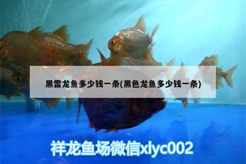 黑雷龍魚多少錢一條(黑色龍魚多少錢一條) 玫瑰銀版魚