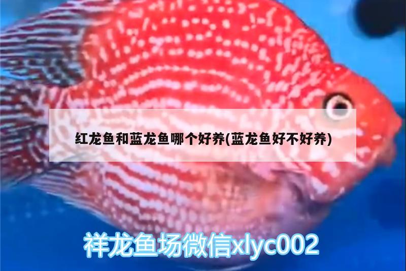 紅龍魚和藍龍魚哪個好養(yǎng)(藍龍魚好不好養(yǎng))