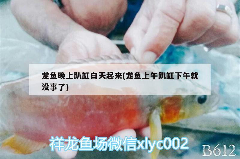 龍魚晚上趴缸白天起來(龍魚上午趴缸下午就沒事了)