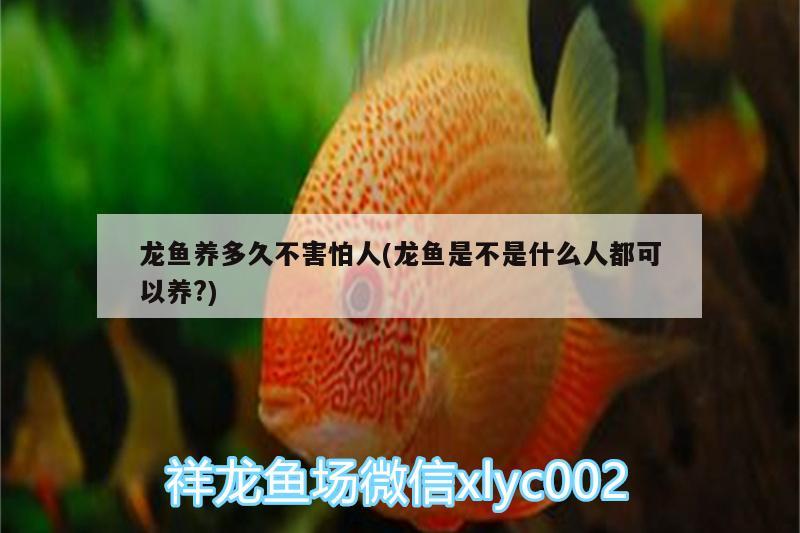 龍魚養(yǎng)多久不害怕人(龍魚是不是什么人都可以養(yǎng)?) 女王大帆魚