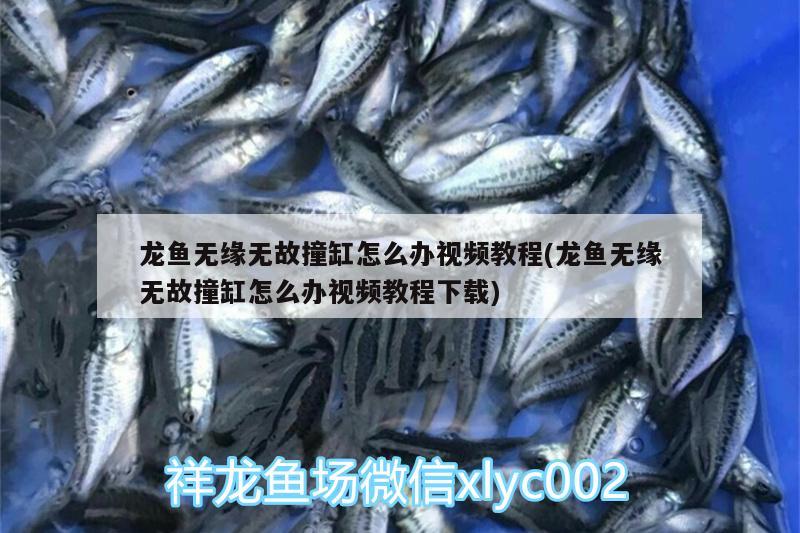 龍魚無緣無故撞缸怎么辦視頻教程(龍魚無緣無故撞缸怎么辦視頻教程下載) 白子銀龍魚苗