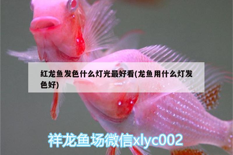 魚缸凈水劑是什么做的啊：魚缸凈水劑是什么做的啊圖片 觀賞魚市場 第2張