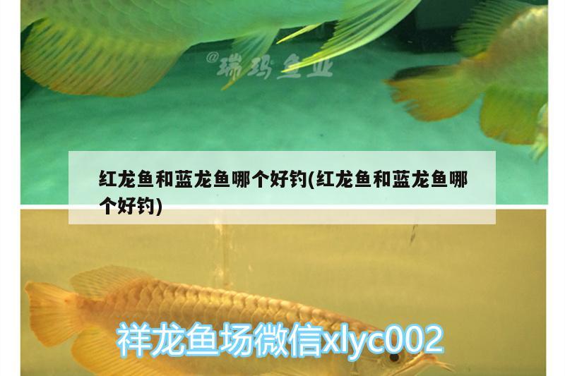 紅龍魚(yú)和藍(lán)龍魚(yú)哪個(gè)好釣(紅龍魚(yú)和藍(lán)龍魚(yú)哪個(gè)好釣)