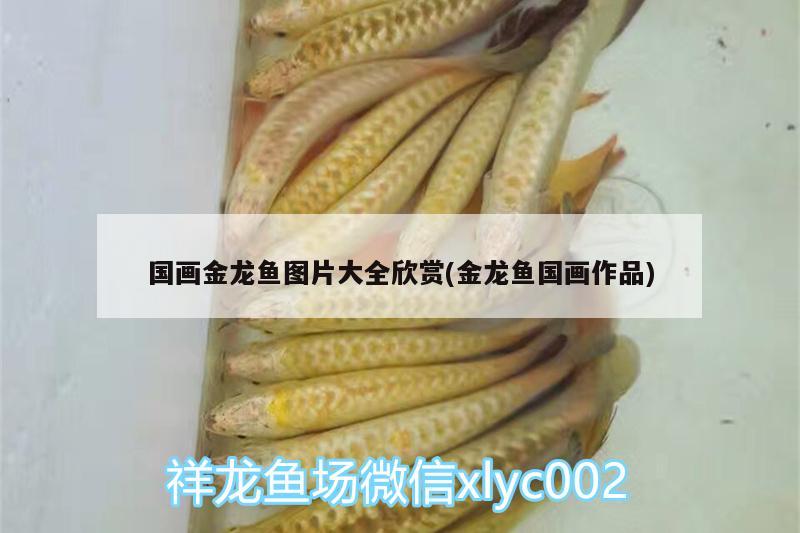 國(guó)畫(huà)金龍魚(yú)圖片大全欣賞(金龍魚(yú)國(guó)畫(huà)作品) B級(jí)過(guò)背金龍魚(yú)