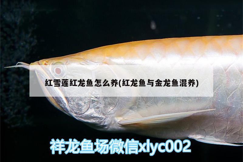 紅雪蓮紅龍魚怎么養(yǎng)(紅龍魚與金龍魚混養(yǎng)) 魚缸凈水劑