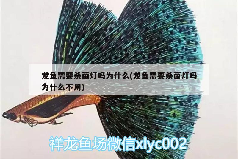 龍魚需要殺菌燈嗎為什么(龍魚需要殺菌燈嗎為什么不用) 一眉道人魚