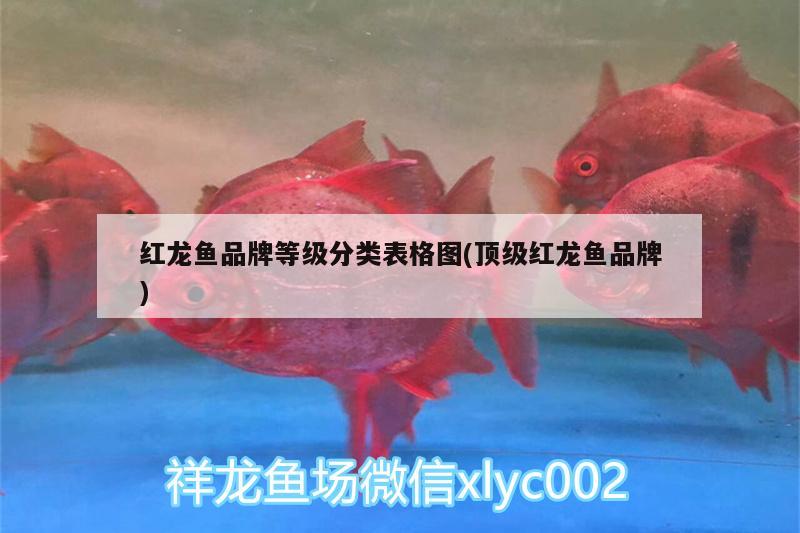 魚(yú)缸里能養(yǎng)黑魚(yú)嗎有毒嗎（魚(yú)缸可以養(yǎng)黑色魚(yú)嗎?）