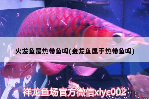 火龍魚是熱帶魚嗎(金龍魚屬于熱帶魚嗎) 黃金貓魚