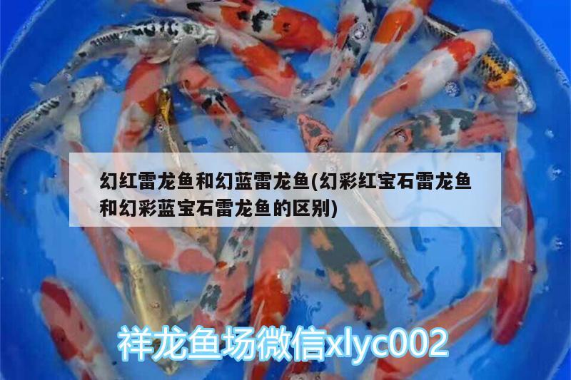 幻紅雷龍魚和幻藍雷龍魚(幻彩紅寶石雷龍魚和幻彩藍寶石雷龍魚的區(qū)別) 觀賞龜/鱉飼料