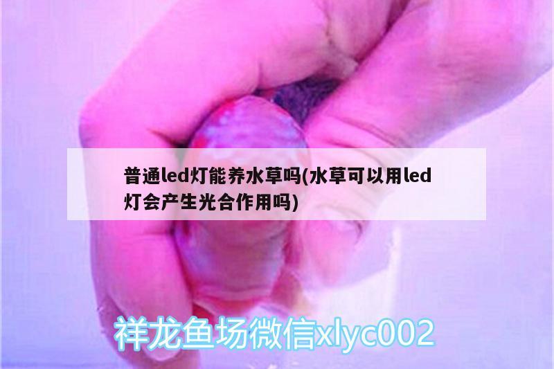 普通led燈能養(yǎng)水草嗎(水草可以用led燈會產生光合作用嗎) 水草