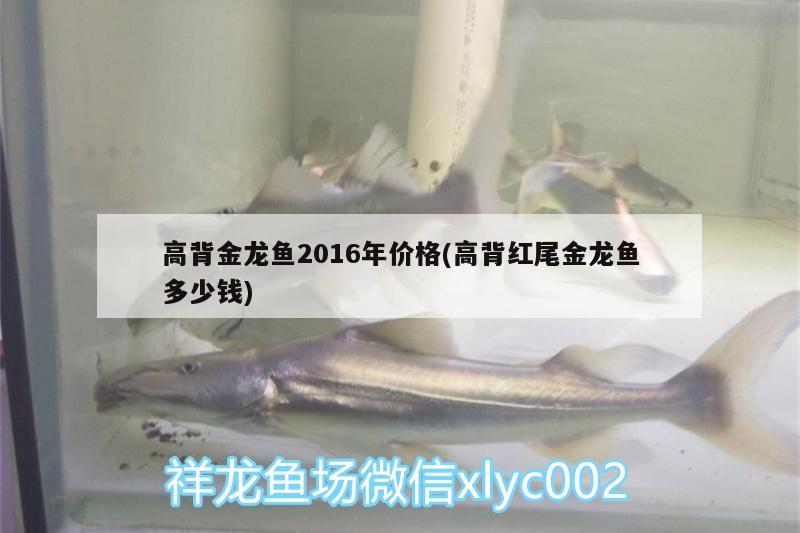 高背金龍魚2016年價(jià)格(高背紅尾金龍魚多少錢)