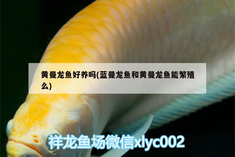 黃曼龍魚好養(yǎng)嗎(藍曼龍魚和黃曼龍魚能繁殖么)