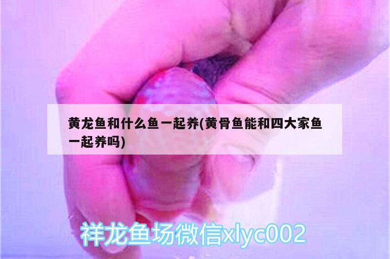 藍底過背金龍魚多少錢：藍底過背金龍魚價格 過背金龍魚 第2張