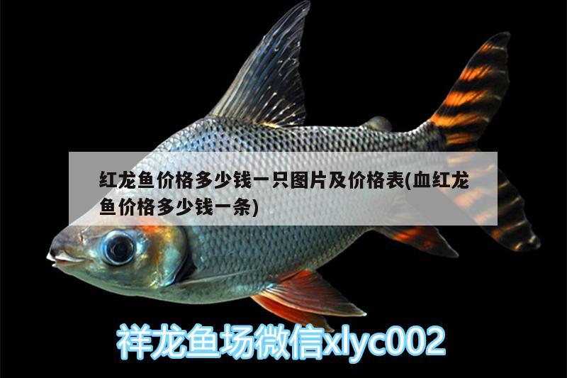 紅龍魚價(jià)格多少錢一只圖片及價(jià)格表(血紅龍魚價(jià)格多少錢一條) 小型觀賞魚