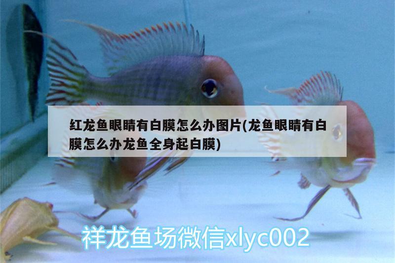 紅龍魚(yú)眼睛有白膜怎么辦圖片(龍魚(yú)眼睛有白膜怎么辦龍魚(yú)全身起白膜) 魚(yú)缸風(fēng)水