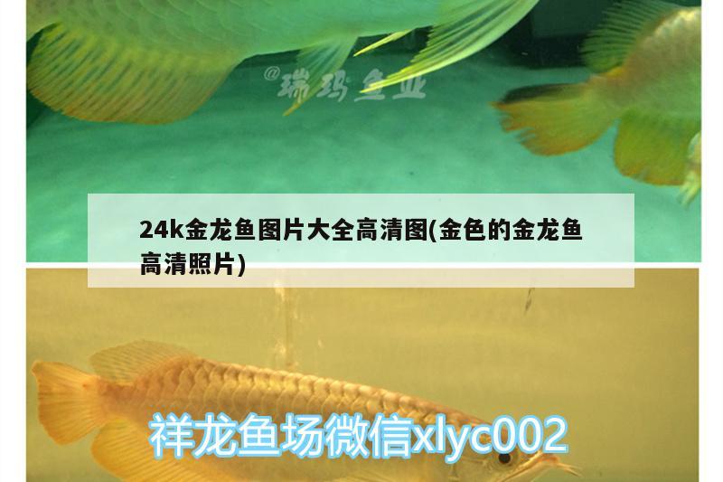 24k金龍魚(yú)圖片大全高清圖(金色的金龍魚(yú)高清照片) 帝王血鉆